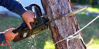 Best Arborist Consultation Services  in Orida Ridge, FL